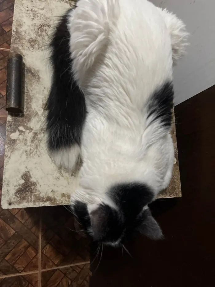 Gato ra a SRD-ViraLata idade 3 anos nome TIM TIM 