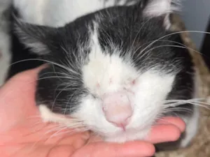 Gato raça SRD-ViraLata idade 3 anos nome TIM TIM 