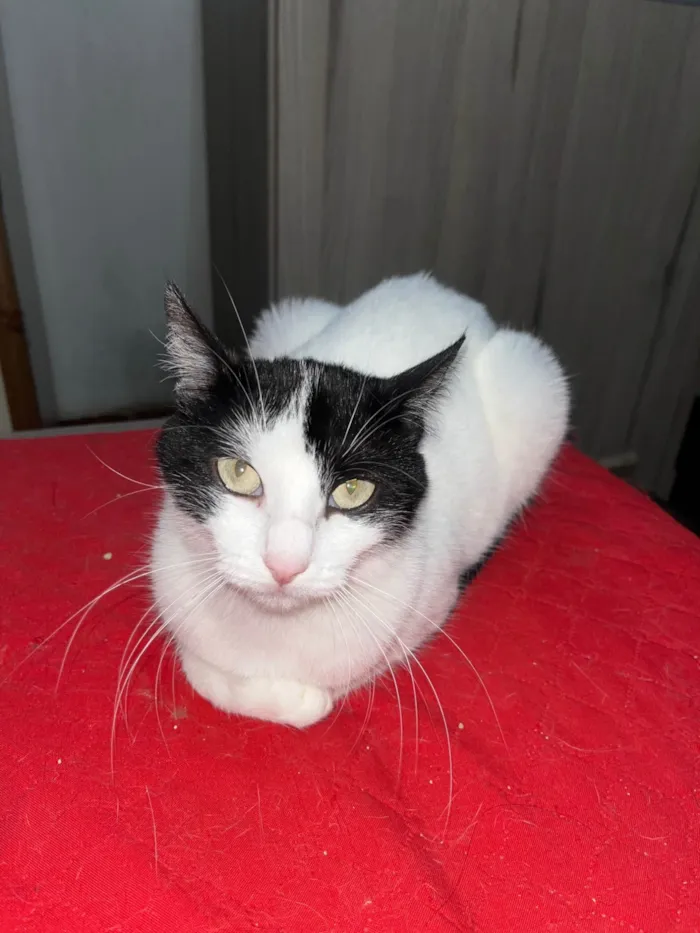 Gato ra a SRD-ViraLata idade 3 anos nome Lindinha 