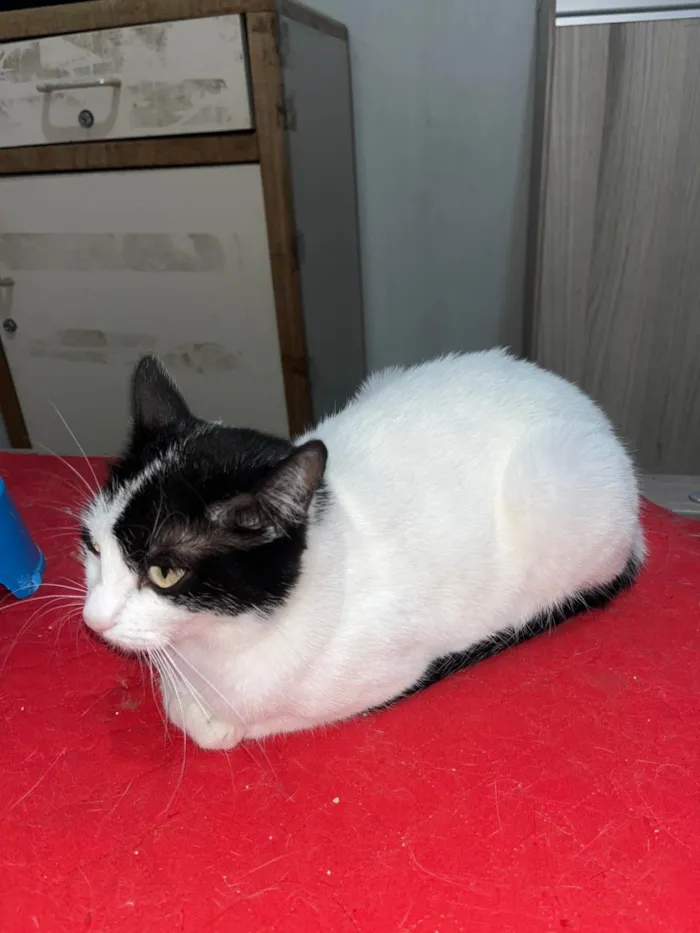 Gato ra a SRD-ViraLata idade 3 anos nome Lindinha 