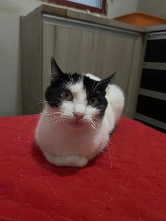 Gato ra a SRD-ViraLata idade 3 anos nome Lindinha 