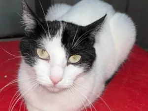 Gato raça SRD-ViraLata idade 3 anos nome Lindinha 