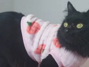 Gato raça SRD-ViraLata idade 1 ano nome Jiji