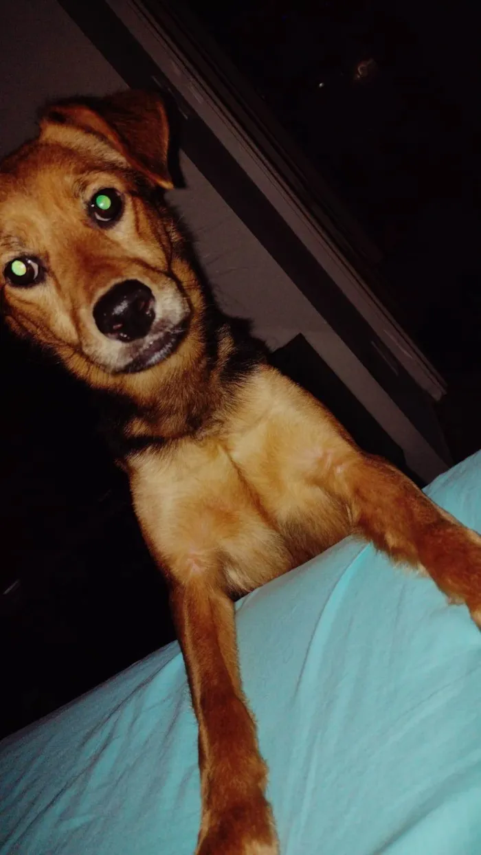 Cachorro ra a SRD-ViraLata idade 4 anos nome Nina