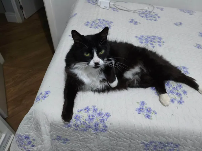 Gato ra a Siamês idade 6 ou mais anos nome Faísca
