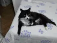Faísca