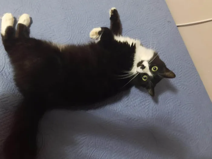 Gato ra a Siamês idade 6 ou mais anos nome Faísca