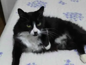 Gato raça Siamês idade 6 ou mais anos nome Faísca