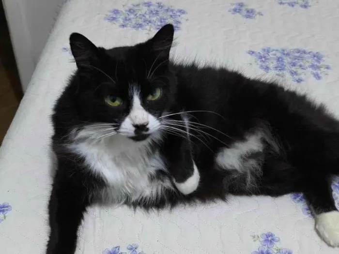 Gato ra a Siamês idade 6 ou mais anos nome Faísca