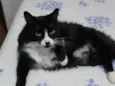 Faísca