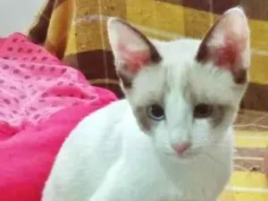 Gato raça SRD-ViraLata idade 2 a 6 meses nome FÁTIMA MIX