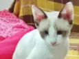 Gato ra a SRD-ViraLata idade 2 a 6 meses nome FÁTIMA MIX