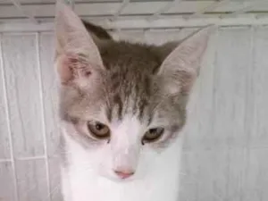 Gato raça SRD-ViraLata idade 2 a 6 meses nome VERA MARIA