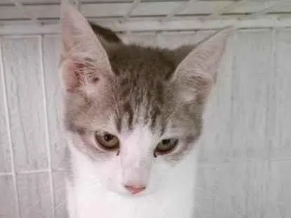 Gato ra a SRD-ViraLata idade 2 a 6 meses nome VERA MARIA