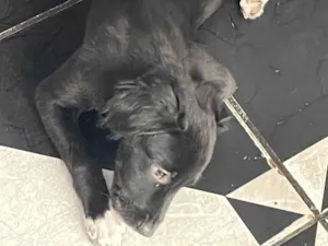 Cachorro raça SRD-ViraLata idade Abaixo de 2 meses nome Doação de cachorro