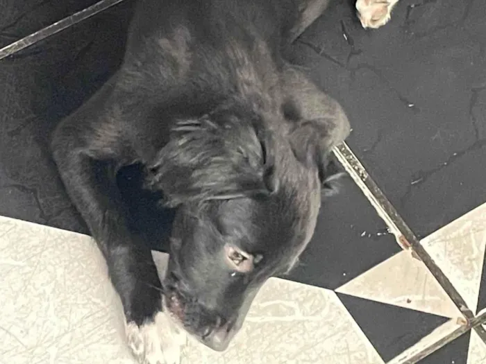Cachorro ra a SRD-ViraLata idade Abaixo de 2 meses nome Doação de cachorro
