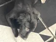 Doação de cachorro