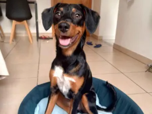 Cachorro raça SRD-ViraLata idade 7 a 11 meses nome Mulan