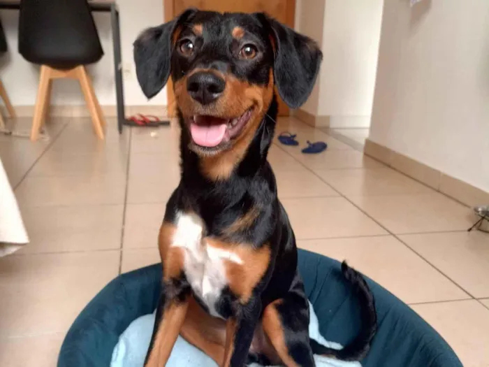 Cachorro ra a SRD-ViraLata idade 7 a 11 meses nome Mulan
