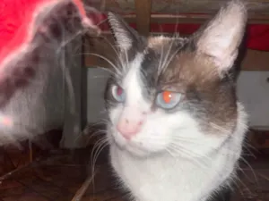 Gato raça SRD-ViraLata idade 3 anos nome Príncipe 