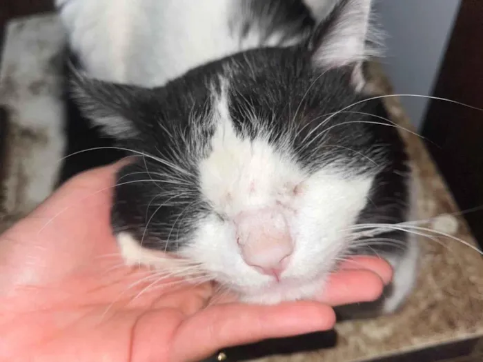 Gato ra a SRD-ViraLata idade 3 anos nome TIM TIM 