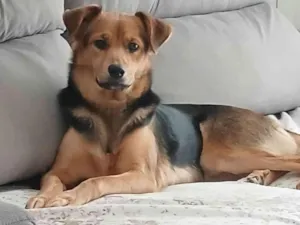 Cachorro raça SRD-ViraLata idade 4 anos nome Nina