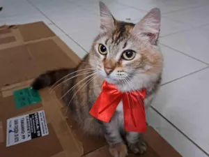 Gato raça SRD-ViraLata idade 2 anos nome Mel 