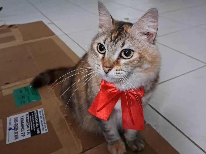 Gato ra a SRD-ViraLata idade 2 anos nome Mel 