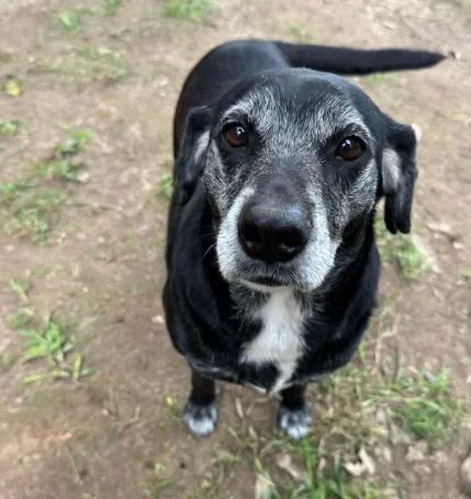 Cachorro ra a SRD-ViraLata idade 6 ou mais anos nome Bebel