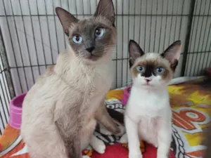 Gato raça SRD-ViraLata idade 2 a 6 meses nome Safira e Cristal