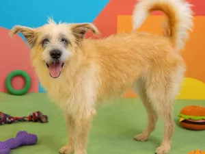 Cachorro raça SRD-ViraLata idade 2 anos nome Brasinha