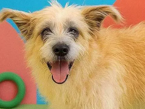 Cachorro ra a SRD-ViraLata idade 2 anos nome Brasinha