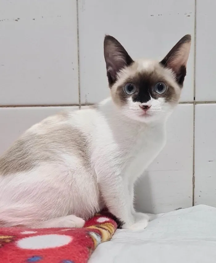 Gato ra a SRD-ViraLata idade 2 a 6 meses nome Safira e Cristal