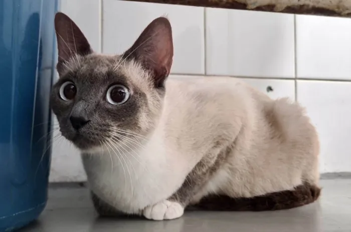 Gato ra a SRD-ViraLata idade 2 a 6 meses nome Safira e Cristal