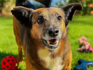Cachorro raça SRD-ViraLata idade 2 anos nome Tabaco