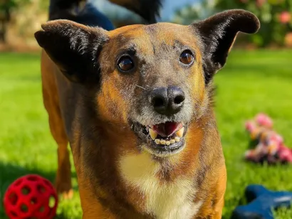 Cachorro raça SRD-ViraLata idade 2 anos nome Tabaco