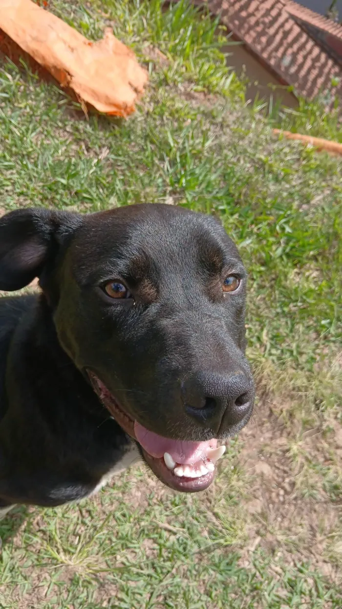 Cachorro ra a Pit-Bull idade 7 a 11 meses nome Broly