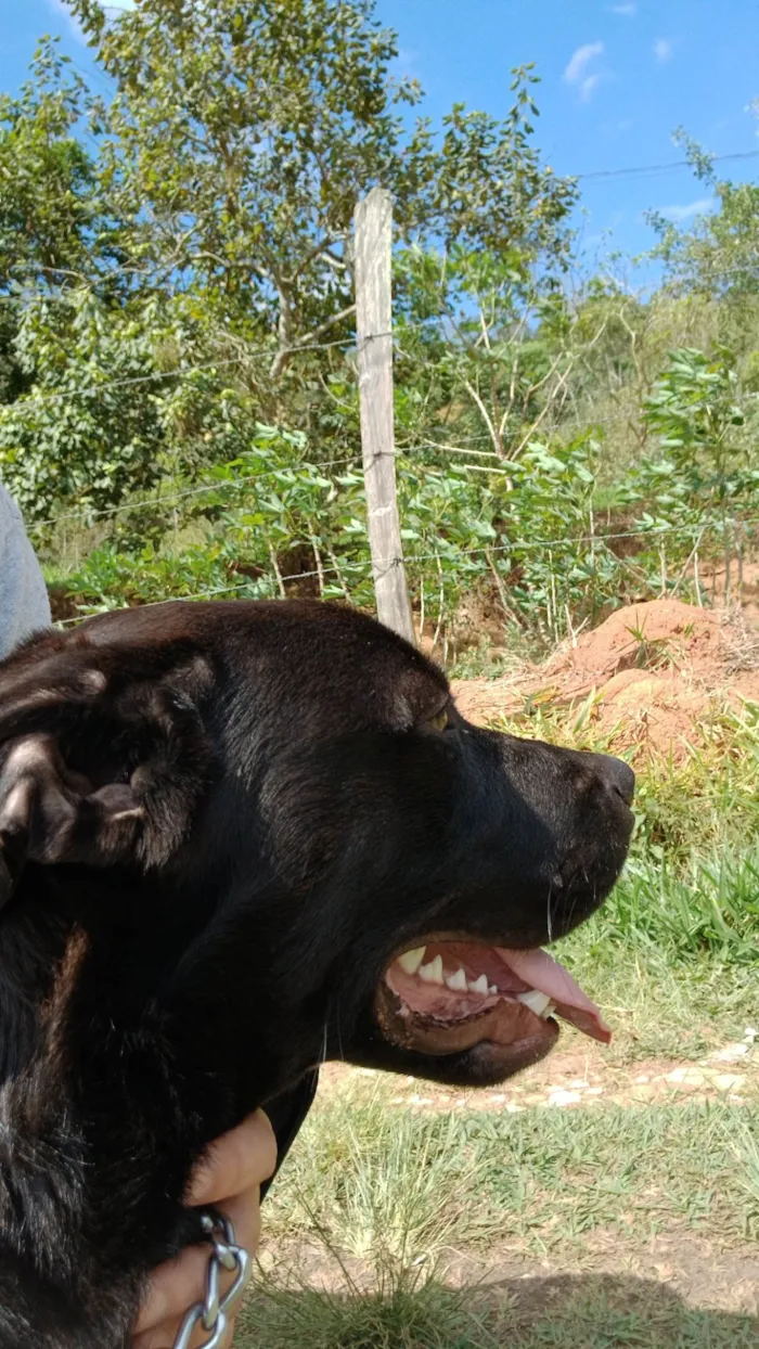Cachorro ra a Pit-Bull idade 7 a 11 meses nome Broly