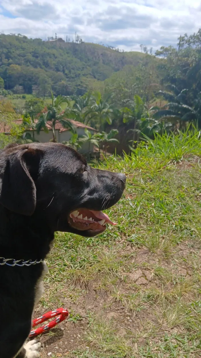Cachorro ra a Pit-Bull idade 7 a 11 meses nome Broly