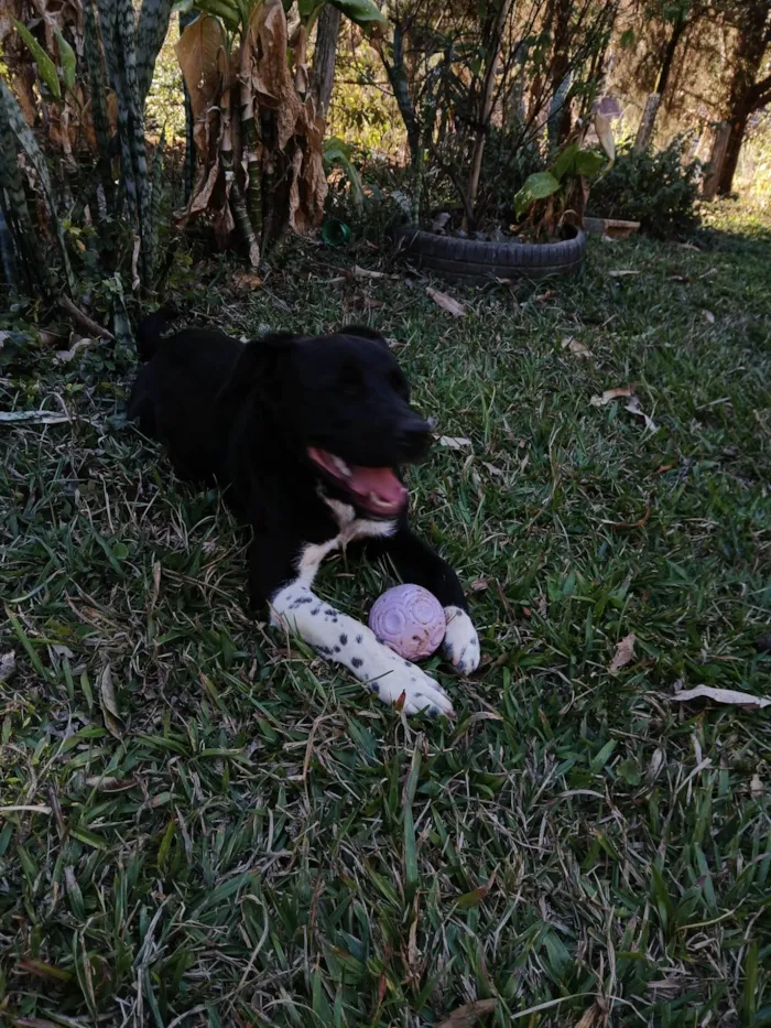 Cachorro ra a Pit-Bull idade 7 a 11 meses nome Broly