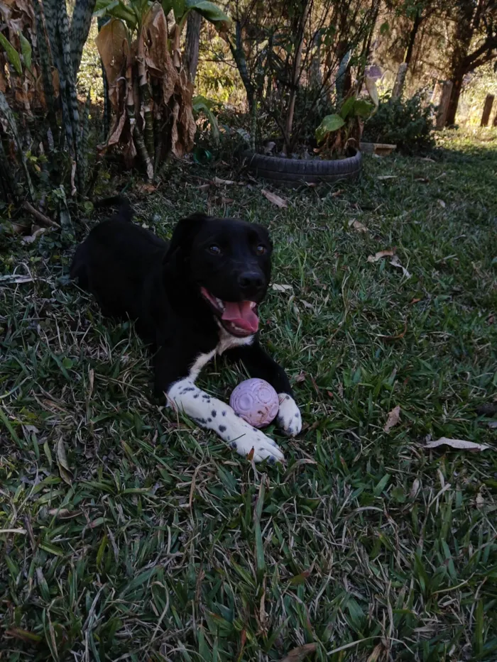 Cachorro ra a Pit-Bull idade 7 a 11 meses nome Broly
