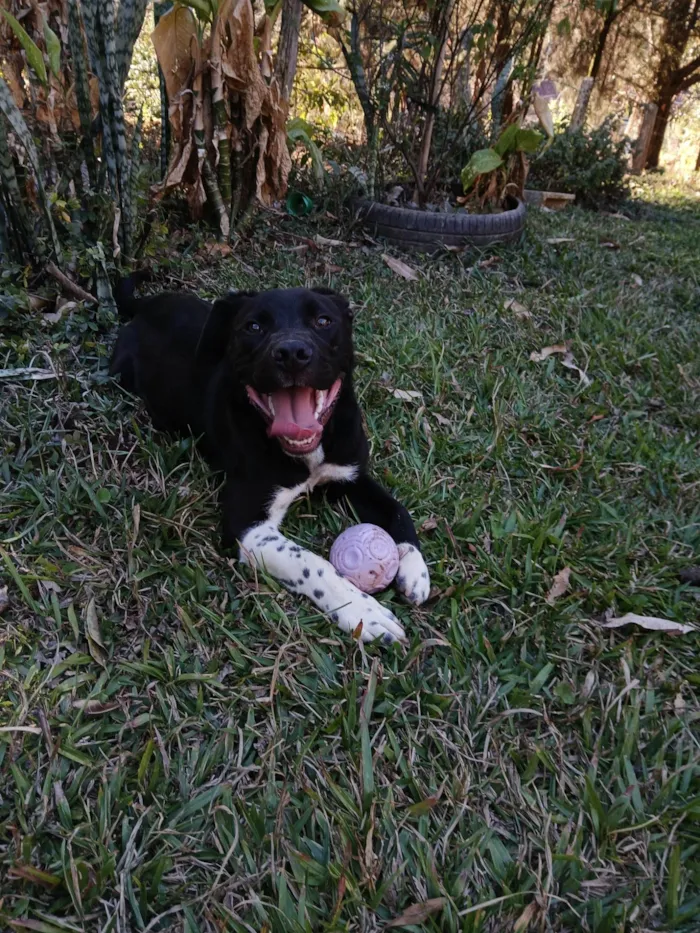 Cachorro ra a Pit-Bull idade 7 a 11 meses nome Broly
