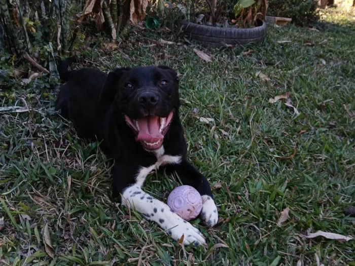Cachorro ra a Pit-Bull idade 7 a 11 meses nome Broly