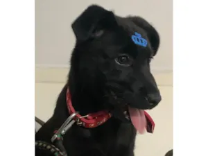 Cachorro raça SRD-ViraLata idade 2 a 6 meses nome Luna