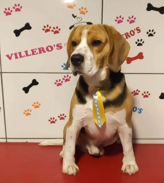 Cachorro ra a Basset-Cofap idade 6 ou mais anos nome Apollo