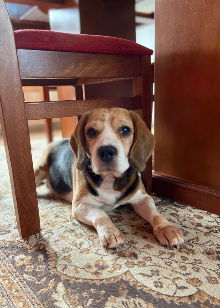 Cachorro ra a Basset-Cofap idade 6 ou mais anos nome Apollo