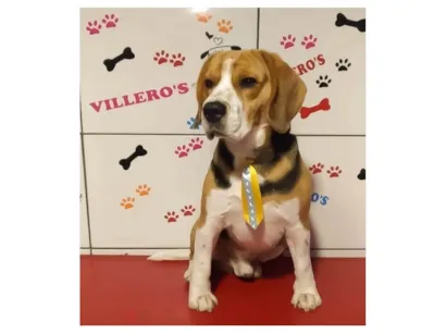 Cachorro raça Basset-Cofap idade 6 ou mais anos nome Apollo