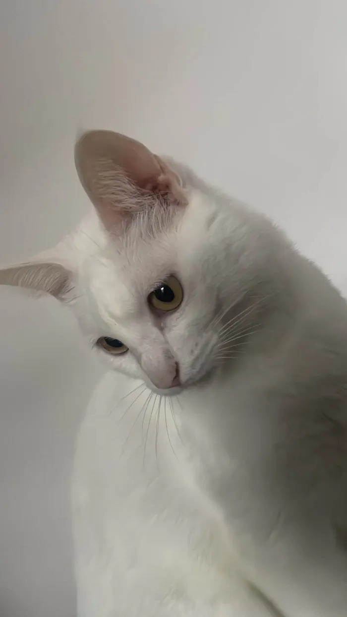 Gato ra a SRD-ViraLata idade 2 anos nome Milli