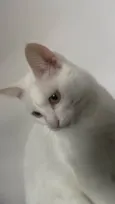 Milli