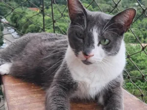 Gato raça SRD-ViraLata idade 2 anos nome Sophie